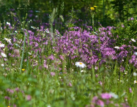 Artenreiche Wiesenidylle mit wogendem, sattgrünem Gras, in der Gruppen intensiv violetter Wildblumen mit verstreuten weißen und goldgelben Gänseblümchen ein natürliches Farbenspiel erzeugen.