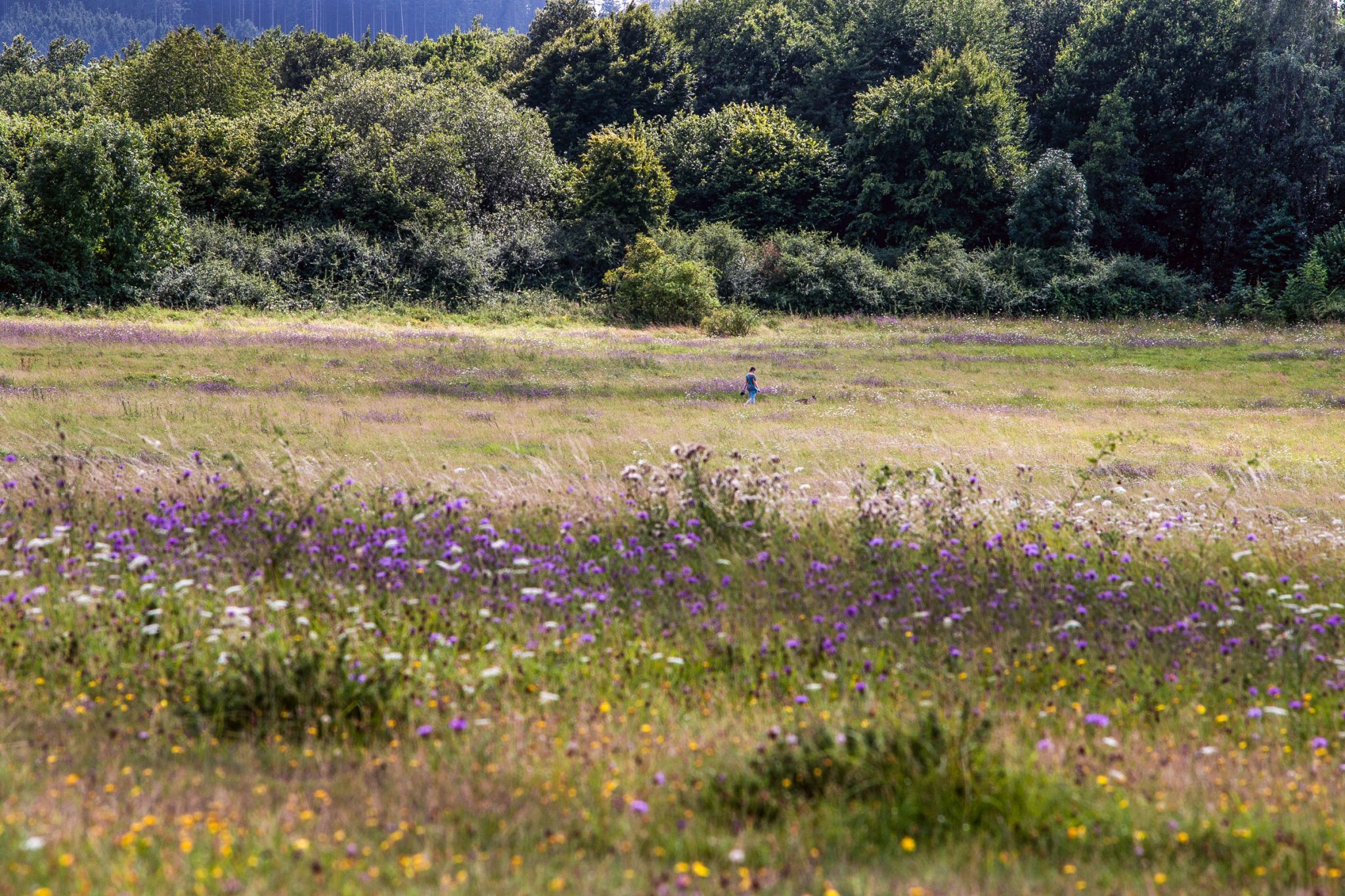 Eine Person steht allein inmitten einer großen, grasbewachsenen Wiese mit Wildblumen im Vordergrund und dichten grünen Bäumen im Hintergrund.